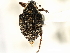  ( - CNC COLEOPT # 04-4476)  @13 [ ] CreativeCommons - Attribution (2011) CNC/CBG Photography Group Centre for Biodiversity Genomics