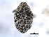  ( - CNC COLEOPT # 04-4743)  @11 [ ] CreativeCommons - Attribution (2011) CNC/CBG Photography Group Centre for Biodiversity Genomics