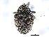  (Acanthoscelidius acephalus - CNC COLEOPT # 04-4746)  @11 [ ] CreativeCommons - Attribution (2011) CNC/CBG Photography Group Centre for Biodiversity Genomics