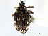  ( - CNC COLEOPT # 04-6077)  @11 [ ] CreativeCommons - Attribution (2011) CNC/CBG Photography Group Centre for Biodiversity Genomics