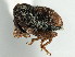  ( - CNC COLEOPT # 04-6518)  @11 [ ] CreativeCommons - Attribution (2011) CNC/CBG Photography Group Centre for Biodiversity Genomics