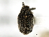 ( - CNC COLEOPT # 04-6575)  @13 [ ] CreativeCommons - Attribution (2011) CNC/CBG Photography Group Centre for Biodiversity Genomics