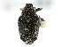  ( - CNC COLEOPT # 04-6581)  @13 [ ] CreativeCommons - Attribution (2011) CNC/CBG Photography Group Centre for Biodiversity Genomics