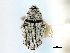  ( - CNC COLEOPT # 04-814)  @11 [ ] CreativeCommons - Attribution (2011) CNC/CBG Photography Group Centre for Biodiversity Genomics