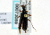  ( - CNC COLEO 00073059)  @13 [ ] CreativeCommons - Attribution (2011) CNC/CBG Photography Group Centre for Biodiversity Genomics