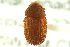  ( - CNC COLEO 00106385)  @11 [ ] CreativeCommons - Attribution (2011) CNC/CBG Photography Group Centre for Biodiversity Genomics