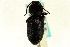  (Eleodes snowi - CNC COLEO 00126773)  @13 [ ] CreativeCommons - Attribution (2011) CNC/CBG Photography Group Centre for Biodiversity Genomics