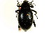  (Eleodes spinipes - CNC COLEO 00126776)  @11 [ ] CreativeCommons - Attribution (2011) CNC/CBG Photography Group Centre for Biodiversity Genomics