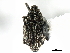  ( - CNC COLEO 00126844)  @11 [ ] CreativeCommons - Attribution (2011) CNC/CBG Photography Group Centre for Biodiversity Genomics