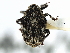  ( - CNC COLEO 00126890)  @11 [ ] CreativeCommons - Attribution (2011) CNC/CBG Photography Group Centre for Biodiversity Genomics