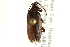  ( - CNC COLEO 00126986)  @11 [ ] CreativeCommons - Attribution (2011) CNC/CBG Photography Group Centre for Biodiversity Genomics