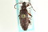  ( - CNC COLEO 00126987)  @11 [ ] CreativeCommons - Attribution (2011) CNC/CBG Photography Group Centre for Biodiversity Genomics