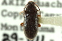  (Hymenorus exilis - CNC COLEO 00127059)  @11 [ ] CreativeCommons - Attribution (2011) CNC/CBG Photography Group Centre for Biodiversity Genomics