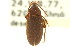  (Hymenorus illusus - CNC COLEO 00127101)  @11 [ ] CreativeCommons - Attribution (2011) CNC/CBG Photography Group Centre for Biodiversity Genomics