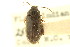  (Hymenorus inopiatus - CNC COLEO 00127104)  @12 [ ] CreativeCommons - Attribution (2011) CNC/CBG Photography Group Centre for Biodiversity Genomics