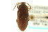  ( - CNC COLEO 00127133)  @11 [ ] CreativeCommons - Attribution (2011) CNC/CBG Photography Group Centre for Biodiversity Genomics