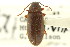  (Hymenorus nitidipennis - CNC COLEO 00127139)  @13 [ ] CreativeCommons - Attribution (2011) CNC/CBG Photography Group Centre for Biodiversity Genomics