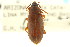  (Hymenorus planulus - CNC COLEO 00127157)  @11 [ ] CreativeCommons - Attribution (2011) CNC/CBG Photography Group Centre for Biodiversity Genomics