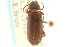  (Hymenorus prolixus - CNC COLEO 00127159)  @13 [ ] CreativeCommons - Attribution (2011) CNC/CBG Photography Group Centre for Biodiversity Genomics