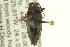  ( - CNC COLEO 00127257)  @13 [ ] CreativeCommons - Attribution (2011) CNC/CBG Photography Group Centre for Biodiversity Genomics