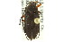  ( - CNC COLEO 00127260)  @11 [ ] CreativeCommons - Attribution (2011) CNC/CBG Photography Group Centre for Biodiversity Genomics
