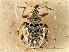  (Hypurini - CNC COLEO 00127308)  @11 [ ] CreativeCommons - Attribution (2011) CNC/CBG Photography Group Centre for Biodiversity Genomics