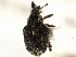  (Parenthis - CNC COLEO 00127314)  @11 [ ] CreativeCommons - Attribution (2011) CNC/CBG Photography Group Centre for Biodiversity Genomics
