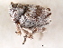  ( - CNC COLEO 00127338)  @11 [ ] CreativeCommons - Attribution (2011) CNC/CBG Photography Group Centre for Biodiversity Genomics