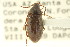  (Hymenorus punctulatus - CNC COLEO 00127394)  @11 [ ] CreativeCommons - Attribution (2011) CNC/CBG Photography Group Centre for Biodiversity Genomics