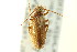  ( - CNC COLEO 00127415)  @11 [ ] CreativeCommons - Attribution (2011) CNC/CBG Photography Group Centre for Biodiversity Genomics
