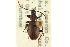  ( - CNC COLEO 00127451)  @14 [ ] CreativeCommons - Attribution (2011) CNC/CBG Photography Group Centre for Biodiversity Genomics