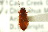  ( - CNC COLEO 00127465)  @11 [ ] CreativeCommons - Attribution (2011) CNC/CBG Photography Group Centre for Biodiversity Genomics