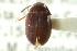  (Platydema erythrocera - CNC COLEO 00127510)  @11 [ ] CreativeCommons - Attribution (2011) CNC/CBG Photography Group Centre for Biodiversity Genomics