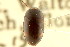 ( - CNC COLEO 00127552)  @11 [ ] CreativeCommons - Attribution (2011) CNC/CBG Photography Group Centre for Biodiversity Genomics
