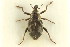  (Rhinoncus perpendicularis - CNC COLEO 00127745)  @13 [ ] CreativeCommons - Attribution (2011) CNC/CBG Photography Group Centre for Biodiversity Genomics