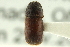  ( - CNC COLEO 00127883)  @13 [ ] CreativeCommons - Attribution (2011) CNC/CBG Photography Group Centre for Biodiversity Genomics