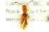  ( - CNC COLEO 00127915)  @11 [ ] CreativeCommons - Attribution (2011) CNC/CBG Photography Group Centre for Biodiversity Genomics