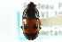  ( - CNC COLEO 00128050)  @11 [ ] CreativeCommons - Attribution (2011) CNC/CBG Photography Group Centre for Biodiversity Genomics