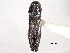  (Agrilus prosopidis - CNC COLCO 00156970)  @14 [ ] CreativeCommons - Attribution (2012) CNC/CBG Photography Group Centre for Biodiversity Genomics