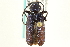  (Callidium antennatum - CNC COLEOPT 04-10997)  @11 [ ] CreativeCommons - Attribution (2012) CNC/CBG Photography Group Centre for Biodiversity Genomics
