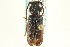  ( - CNC COLEOPT 04-11001)  @11 [ ] CreativeCommons - Attribution (2012) CNC/CBG Photography Group Centre for Biodiversity Genomics