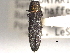  ( - CNC COLEO 00107972)  @11 [ ] CreativeCommons - Attribution (2012) CNC/CBG Photography Group Centre for Biodiversity Genomics