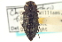  (Chrysobothris femorata - CNC COLEO 00108392)  @15 [ ] CreativeCommons - Attribution (2012) CNC/CBG Photography Group Centre for Biodiversity Genomics