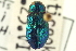  ( - CNC COLEO 00108408)  @11 [ ] CreativeCommons - Attribution (2012) CNC/CBG Photography Group Centre for Biodiversity Genomics
