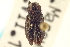 (Chrysobothris neopusilla - CNC COLEO 00108409)  @11 [ ] CreativeCommons - Attribution (2012) CNC/CBG Photography Group Centre for Biodiversity Genomics