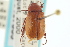  ( - CNC COLEO 00137355)  @11 [ ] CreativeCommons - Attribution (2012) CNC/CBG Photography Group Centre for Biodiversity Genomics