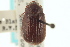 ( - CNC COLEO 00137665)  @11 [ ] CreativeCommons - Attribution (2012) CNC/CBG Photography Group Centre for Biodiversity Genomics