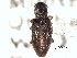  ( - CNC COLEO 00150539)  @11 [ ] CreativeCommons - Attribution (2012) CNC/CBG Photography Group Centre for Biodiversity Genomics
