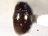  ( - CNC COLEO 00150601)  @11 [ ] CreativeCommons - Attribution (2012) CNC/CBG Photography Group Centre for Biodiversity Genomics