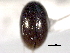  (Paracymus confusus - CNC COLEO 00150602)  @11 [ ] CreativeCommons - Attribution (2012) CNC/CBG Photography Group Centre for Biodiversity Genomics